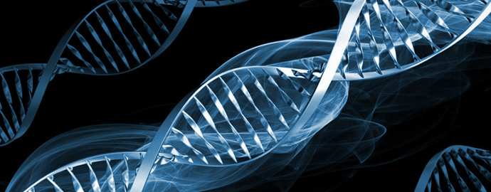 Gene Optimization and Compilation