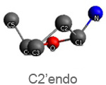 C2 endo