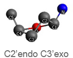 C2 endo C3 exo