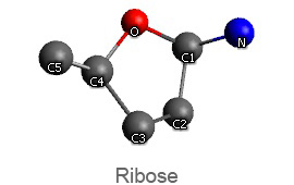 ribose